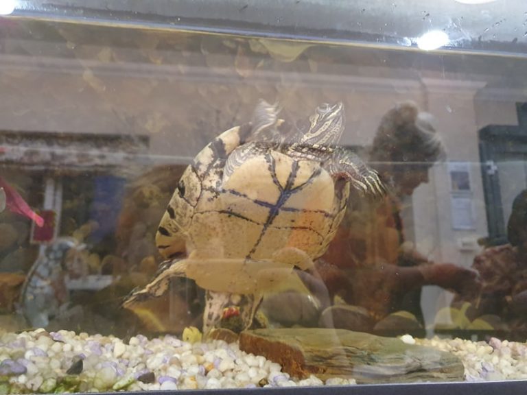 70514933_1269117053298359_5094077692639182848_n