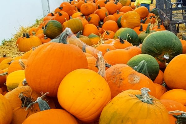 71670919_433675644019827_7834336478971822080_n