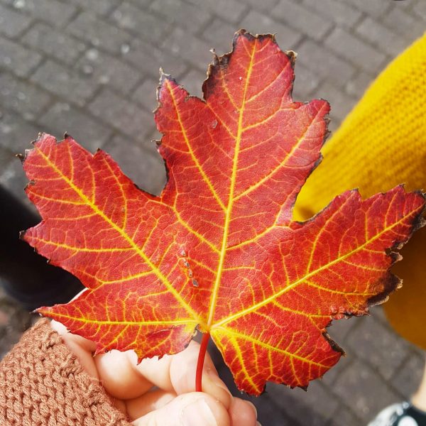 AutumnLeafWM