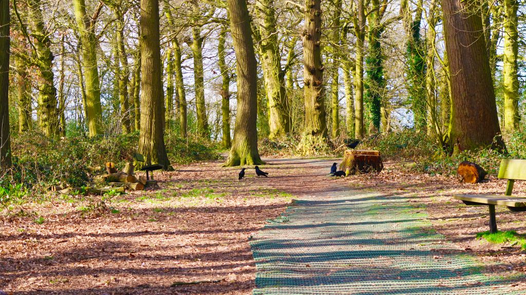 A forest filled with glowing sunlight through the gaps of the tree trunks. There is a tree stump and a group of crows surrounding it and on the floor. This image is embracing the beauty of taking a step back from social media and enjoying natural beauty