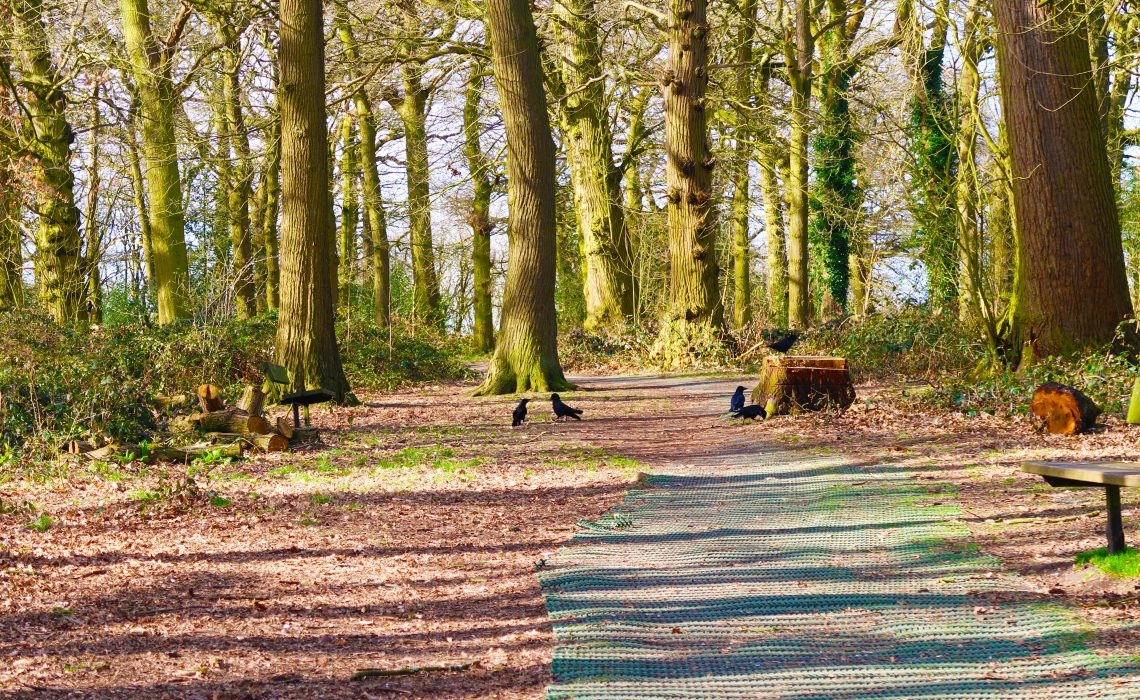 A forest filled with glowing sunlight through the gaps of the tree trunks. There is a tree stump and a group of crows surrounding it and on the floor. This image is embracing the beauty of taking a step back from social media and enjoying natural beauty