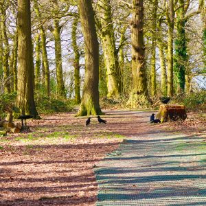 A forest filled with glowing sunlight through the gaps of the tree trunks. There is a tree stump and a group of crows surrounding it and on the floor. This image is embracing the beauty of taking a step back from social media and enjoying natural beauty