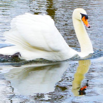 Take some lovely pictures!